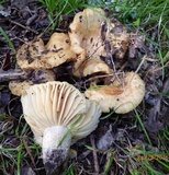 Russula earlei image