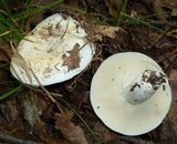 Lactarius piperatus image