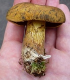 Boletus vermiculosoides image