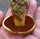 Boletus vermiculosoides image