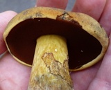 Boletus vermiculosoides image