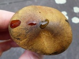 Boletus vermiculosoides image