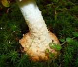 Amanita daucipes image