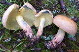 Lanmaoa pseudosensibilis image