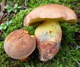 Lanmaoa pseudosensibilis image