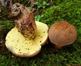 Lanmaoa pseudosensibilis image