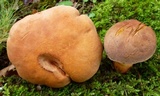 Lanmaoa pseudosensibilis image
