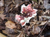 Russula vinacea image