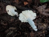 Russula vinacea image
