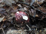 Russula vinacea image