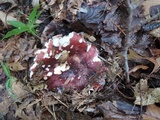 Russula vinacea image