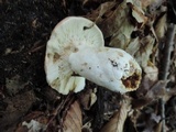 Russula compacta image