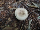 Russula heterophylla image