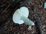 Russula heterophylla image