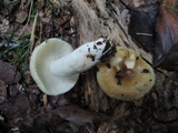 Russula pectinatoides image