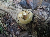 Russula pectinatoides image