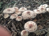 Leucoagaricus americanus image