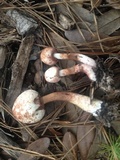 Leucoagaricus americanus image