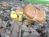 Boletus luridellus image
