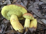 Boletus luridellus image