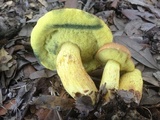Boletus luridellus image