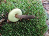 Boletellus chrysenteroides image