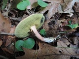 Boletus chrysenteron image