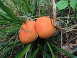 Boletus harrisonii image