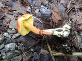 Boletus harrisonii image
