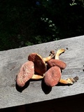 Boletus chrysenteron image