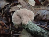 Hapalopilus rutilans image