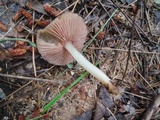 Mycena rutilantiformis image