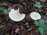 Melanoleuca alboflavida image