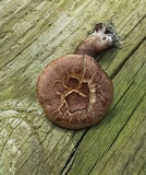 Sarcodon scabrosus image