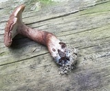Sarcodon scabrosus image