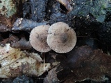 Melanophyllum haematospermum image
