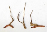 Cordyceps stylophora image
