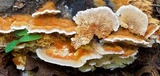 Trametopsis cervina image