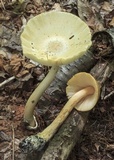 Amanita elongatior image
