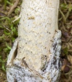 Amanita elongatior image