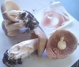 Entoloma rhodopolium image