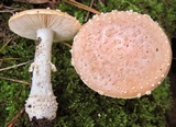 Amanita persicina image