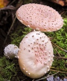 Amanita persicina image