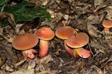 Lanmaoa pseudosensibilis image