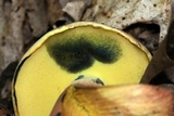 Lanmaoa pseudosensibilis image