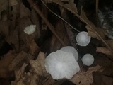Hemimycena candida image