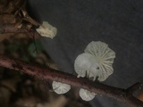 Hemimycena candida image