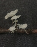 Hemimycena candida image