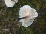 Hemimycena candida image