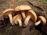 Suillus kaibabensis image